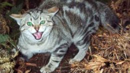 Feral-Cat