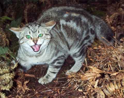 Feral-Cat